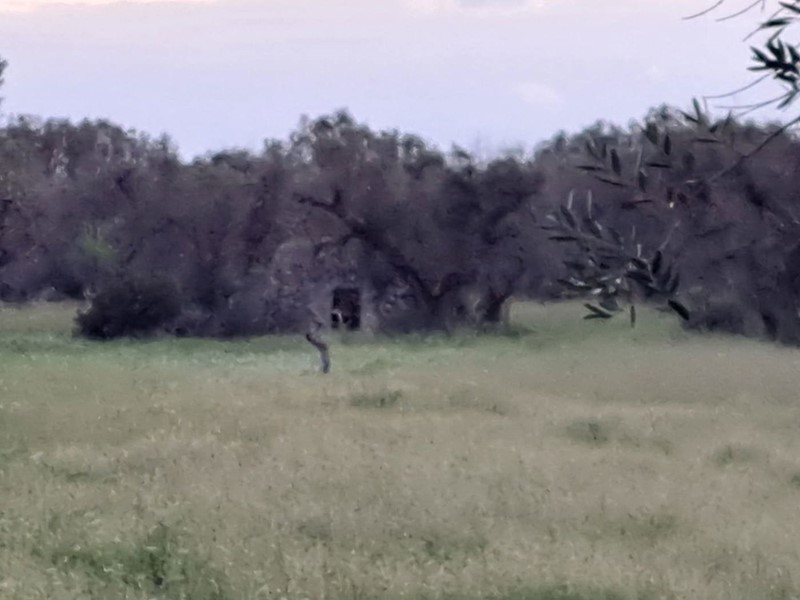 Terreno agricolo in Vendita a Francavilla Fontana, 15'000€, 8361 m²