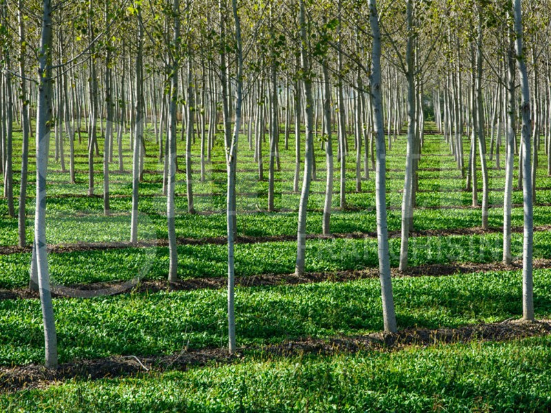 Terreno agricolo in Vendita a Roviano, 500'000€, 