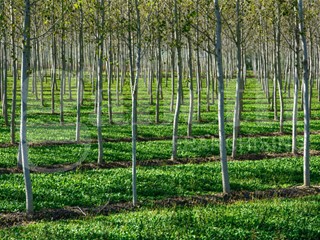 Terreno agricolo in Vendita a Roviano, 500'000€, 