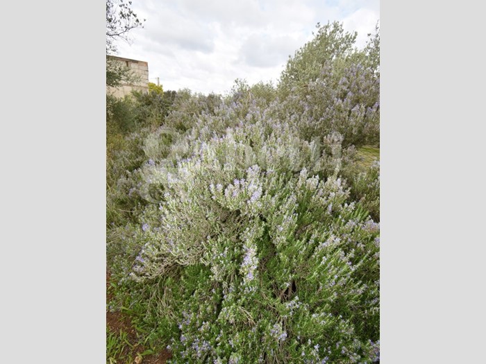 Terreno agricolo in Vendita a Sennori, 20'000€, 3285 m²