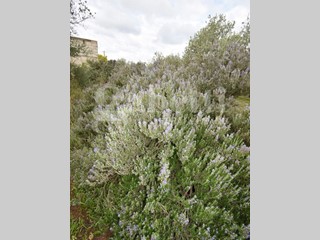 Terreno agricolo in Vendita a Sennori, 20'000€, 3285 m²