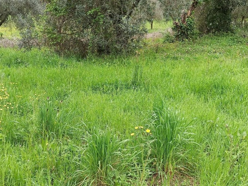 Casa di corte in Vendita a Lucca, zona San Lorenzo a Vaccoli, 35'000€, 70 m²