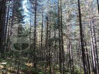 Terreno agricolo in Vendita a San Giovanni in Fiore, 