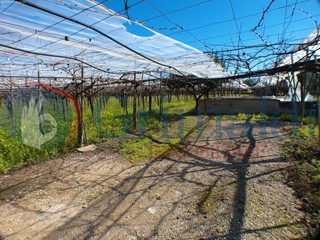 Terreno agricolo in Vendita a Trani, 90'000€, 12021 m²