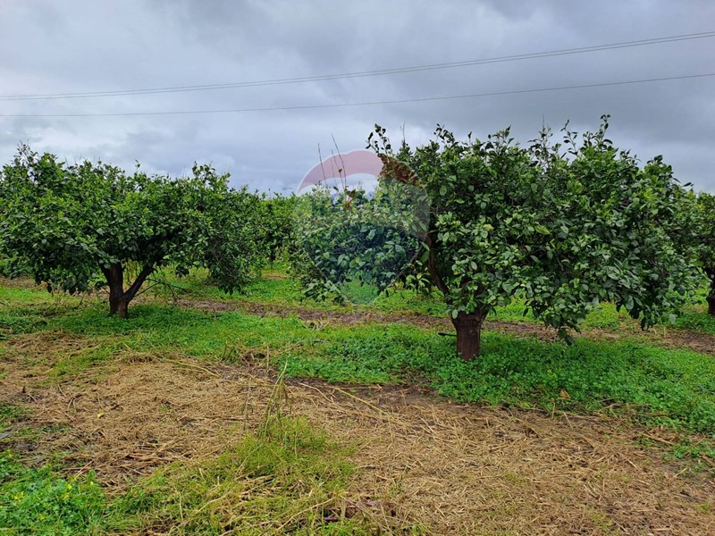 Terreno agricolo in Vendita a Catania, zona Vaccarizzo, 169'000€, 30000 m²