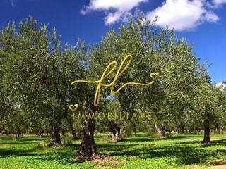 Terreno agricolo in Vendita a Cecina, zona Collemezzano Basso San Giuseppe, 40'000€, 7147 m²