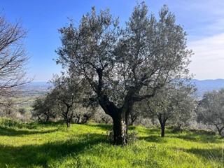 Terreno agricolo in Vendita a Pistoia, zona Santomato, 36'000€, 13000 m²