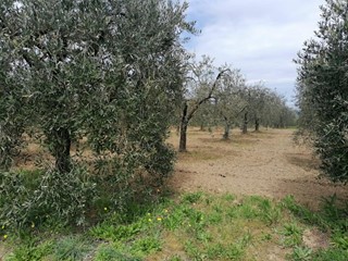 Terreno agricolo in Vendita a Casciana Terme Lari, zona Perignano, 90'000€, 10260 m²
