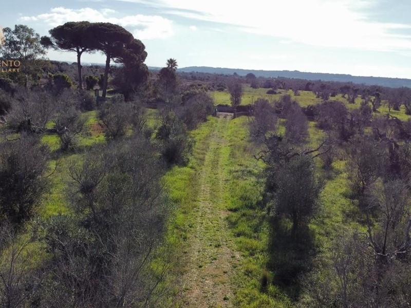 Terreno agricolo in Vendita a Alessano, 25'000€, 7700 m²