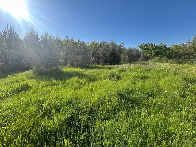 Terreno agricolo in Vendita a Ponsacco, 35'000€, 3600 m²