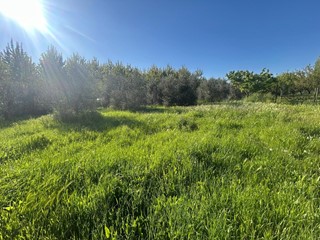 Terreno agricolo in Vendita a Ponsacco, 35'000€, 3600 m²