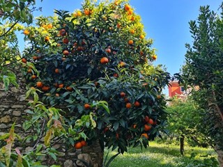 Villa in Vendita a Carrara, zona Marina di Carrara, 590'000€, 190 m², arredato