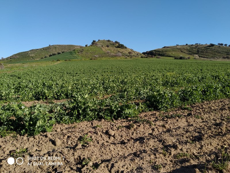 Terreno agricolo in Vendita a Gela, zona Contrada Tenna, 10'000€