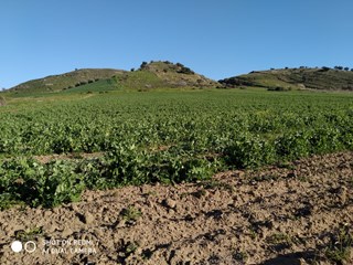 Terreno agricolo in Vendita a Gela, zona Contrada Tenna, 10'000€