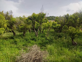 Terreno agricolo in Vendita a Terme Vigliatore, 35'000€, 1350 m²