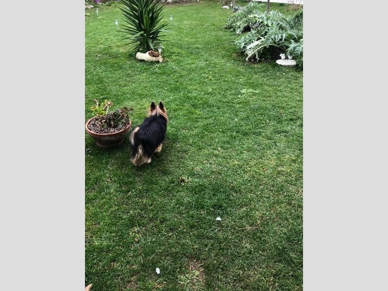 Villa bifamiliare in Affitto a Sarzana, 1'000€, 130 m², arredato