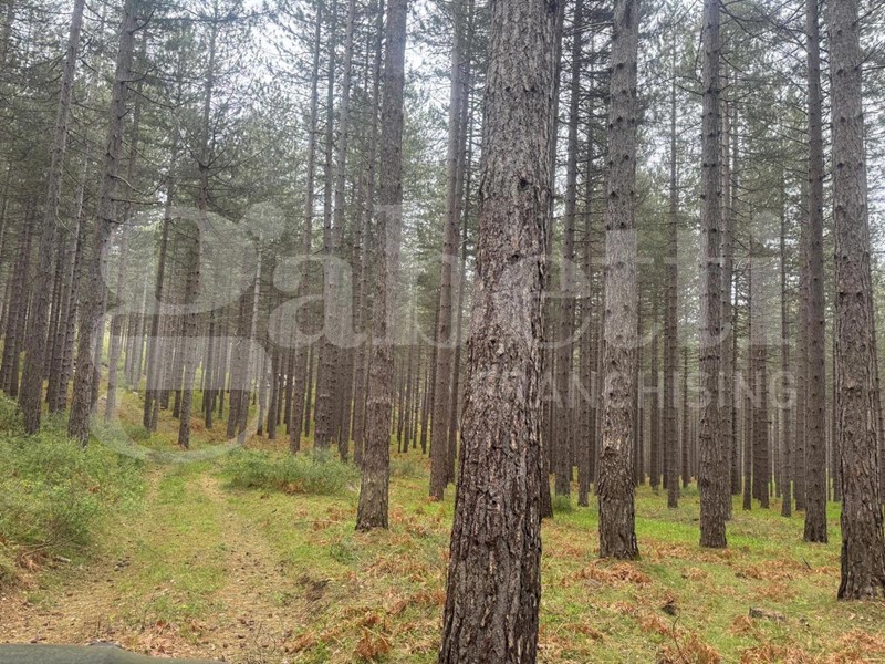 Terreno agricolo in Vendita a San Giovanni in Fiore, 