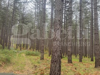 Terreno agricolo in Vendita a San Giovanni in Fiore, 
