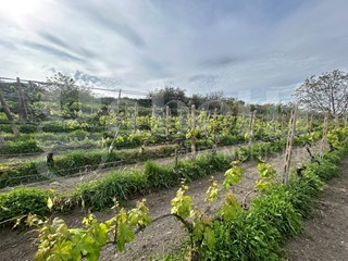 Terreno agricolo in Vendita a Grottaferrata, 89'000€, 4800 m²