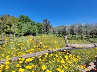 Casale in Vendita a Sessa Aurunca, 570'000€, 570 m²