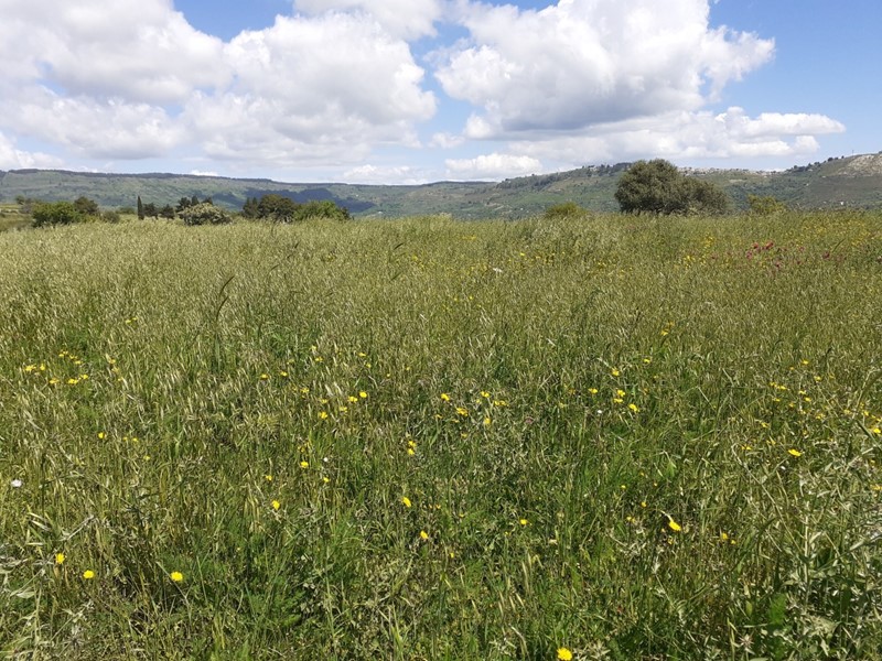 Terreno industriale in Vendita a Palazzolo Acreide, 69'000€, 70000 m²