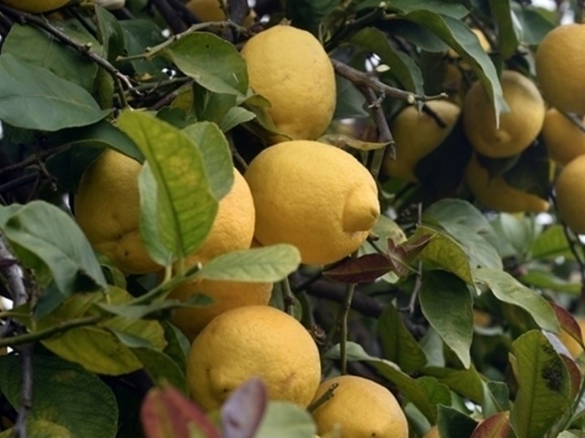 Terreno industriale in Vendita a Floridia, 1'100'000€, 29 m²