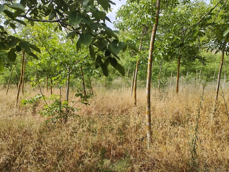 Terreno agricolo in Vendita a Noto, 60'000€, 40000 m²