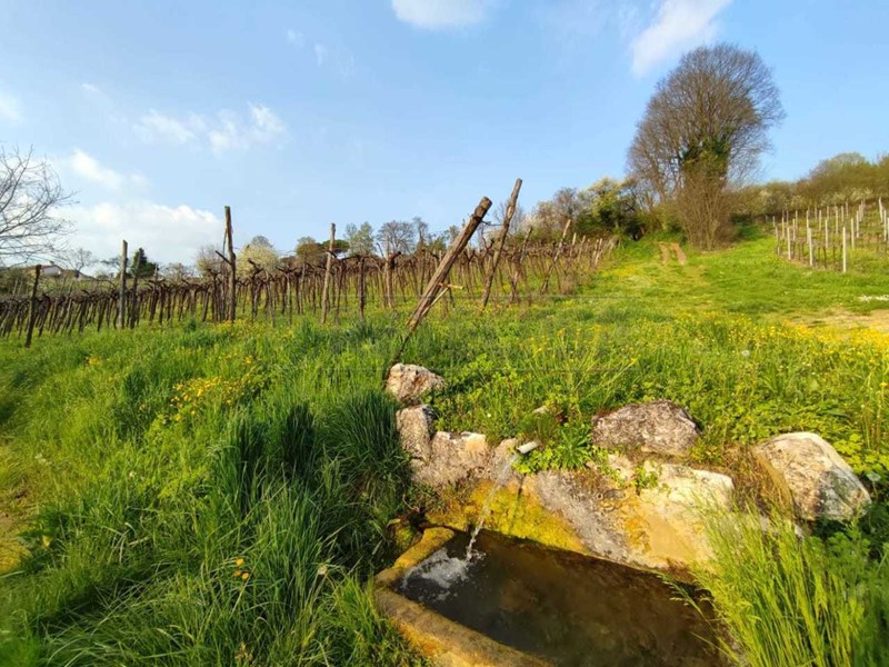 Terreno agricolo in Vendita a Brendola, 56'000€, 11691 m²