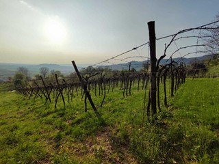 Terreno agricolo in Vendita a Brendola, 56'000€, 11691 m²