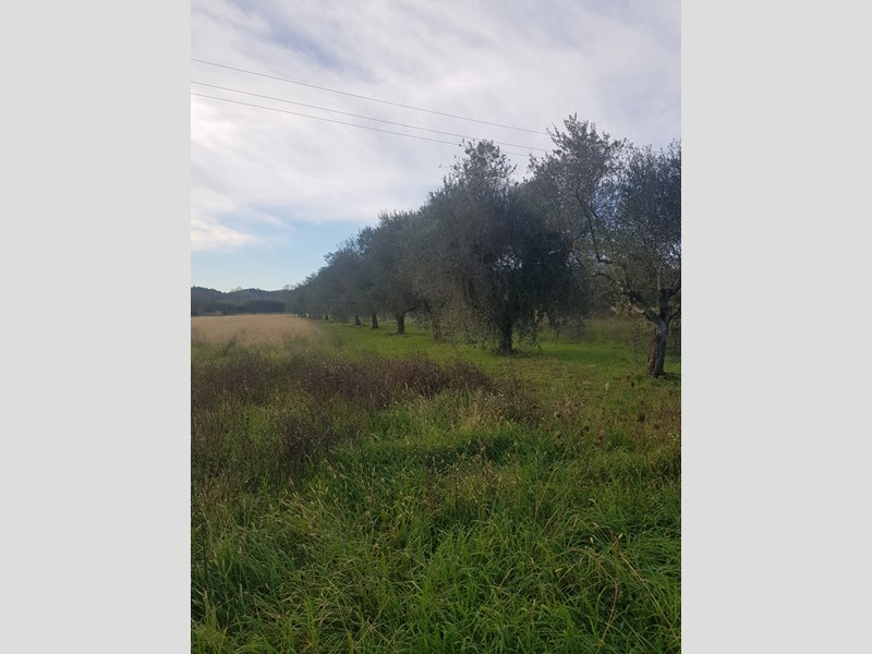 Terreno agricolo in Vendita a Vezzano Ligure, 50'000€, 9000 m²