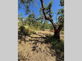 Terreno agricolo in Vendita a Pistoia, 13'000€, 2600 m²