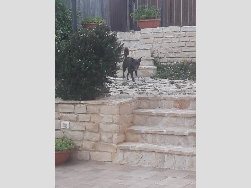 Villa in Affitto a Leporano, 1'000€, 150 m², arredato