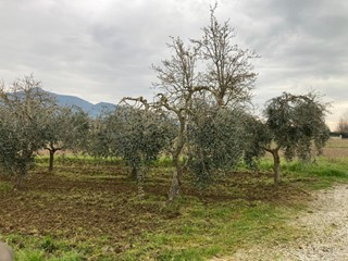 Terreno agricolo in Vendita a Cascina, zona San Lorenzo Alle Corti, 25'000€, 2000 m²