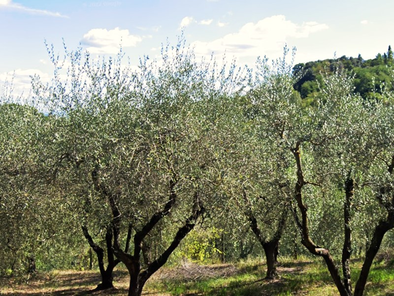 Terreno agricolo in Vendita a San Miniato, 25'000€, 8130 m²