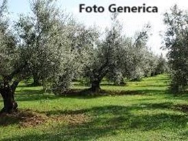 Terreno agricolo in Vendita a Buti, 60'000€, 15000 m²