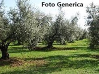 Terreno agricolo in Vendita a Buti, 60'000€, 15000 m²