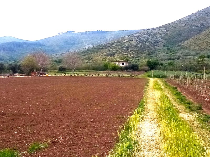 Terreno agricolo in Vendita a Mondragone, zona via provinciale falciano - mondragone, 20000 m²