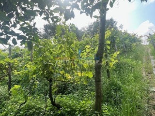 Terreno agricolo in Vendita a Massa, 16'000€, 1046 m²