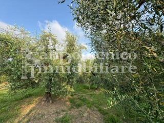 Terreno agricolo in Vendita a Cascina, zona Ripoli, 10'000€, 740 m²