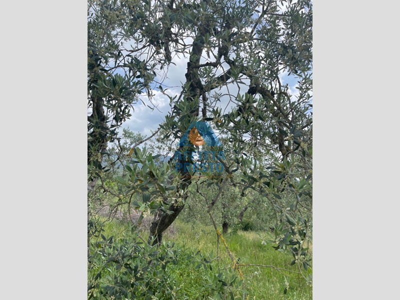 Terreno agricolo in Vendita a Vinci, 15000 m²