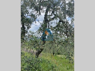 Terreno agricolo in Vendita a Vinci, 15000 m²