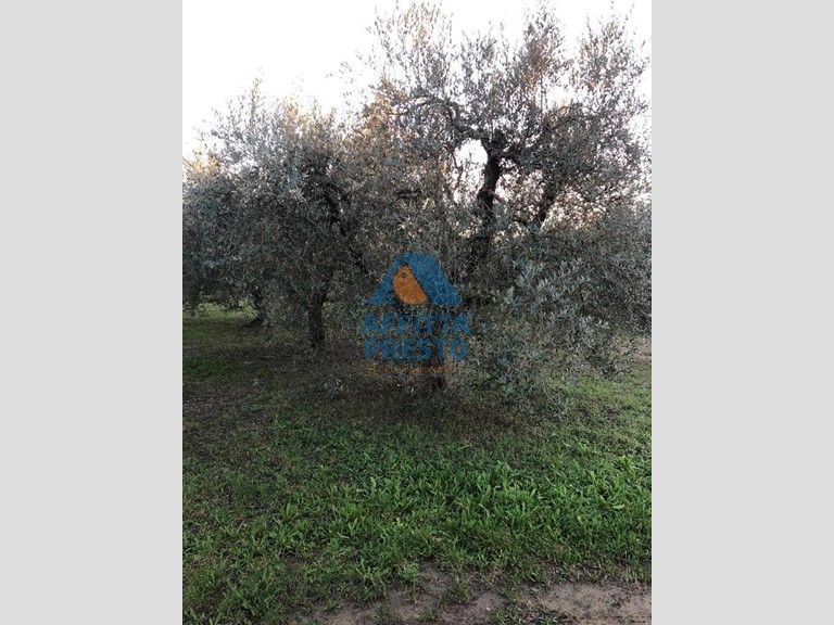 Terreno agricolo in Vendita a Empoli, 15'000€, 3750 m²