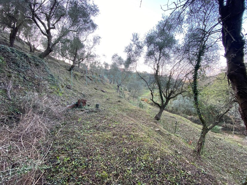 Terreno agricolo in Vendita a Albenga, 60'000€, 6000 m²
