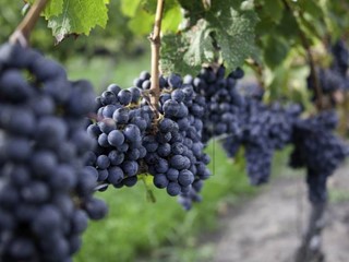 Terreno agricolo in Vendita a Dro, 450'000€, 12000 m²