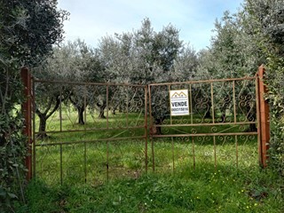 Terreno agricolo in Vendita a Roma, 50'000&euro;, 3800 m²