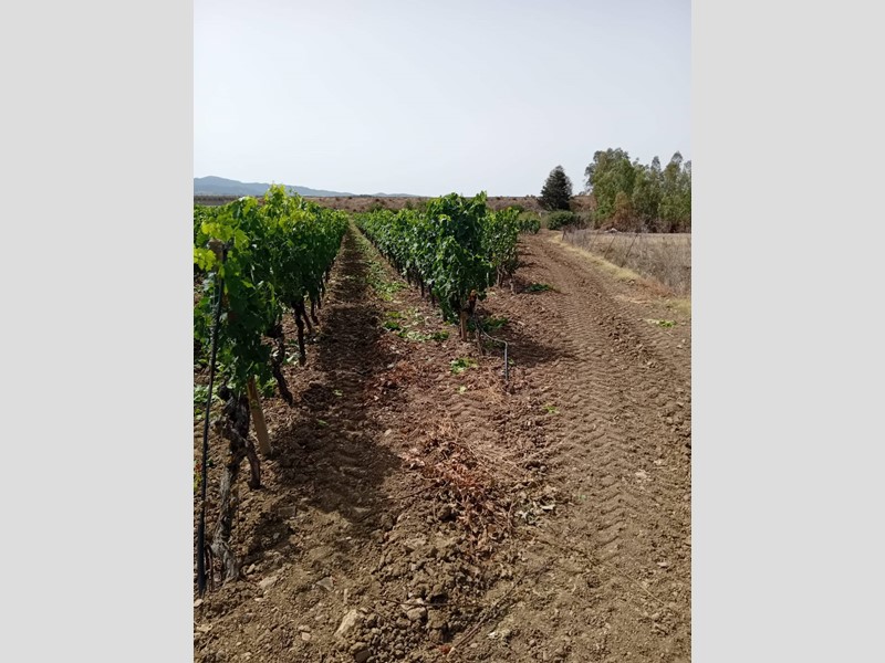 Terreno agricolo in Vendita a Serdiana, 120'000€, 50000 m²