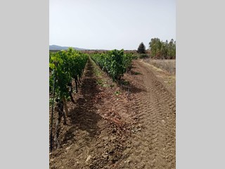 Terreno agricolo in Vendita a Serdiana, 120'000€, 50000 m²