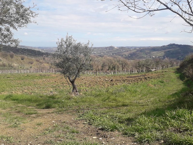 Terreno agricolo in Vendita a Bucchianico, 60'000€, 43190 m²