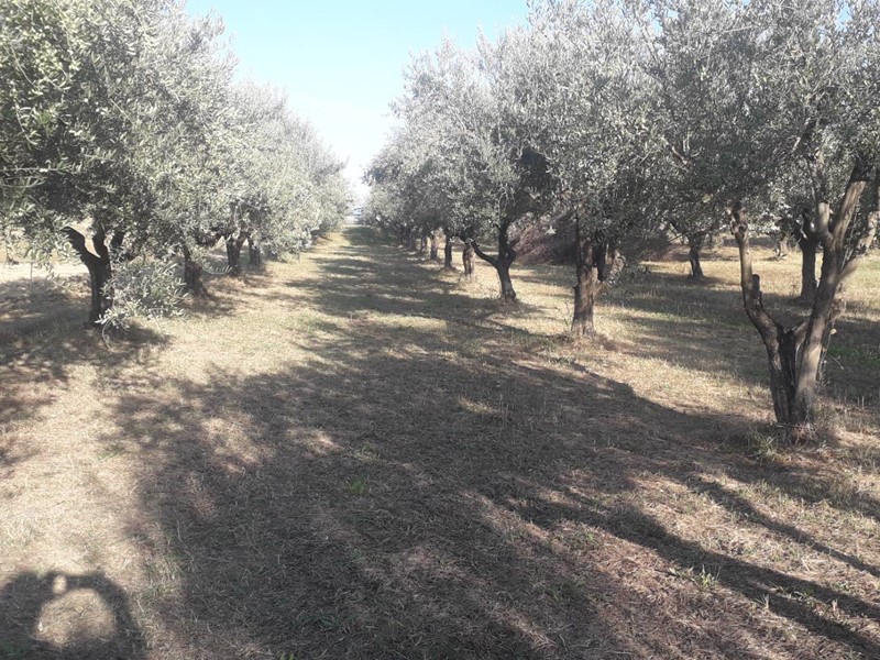Terreno agricolo in Vendita a Turrivalignani, 35'000€, 1447 m²