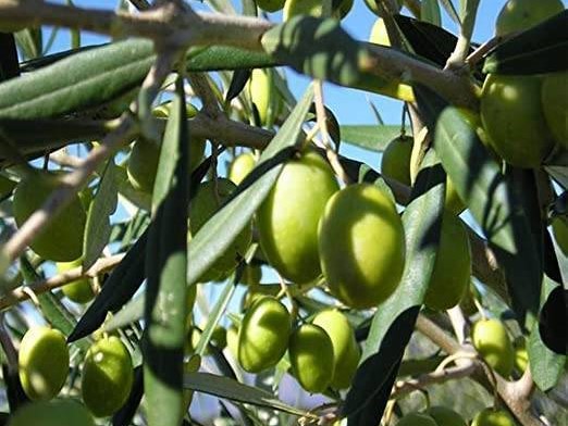 Terreno agricolo in Vendita a Canosa di Puglia, 6'000€, 2950 m²